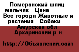 Померанский шпиц, мальчик › Цена ­ 35 000 - Все города Животные и растения » Собаки   . Амурская обл.,Архаринский р-н